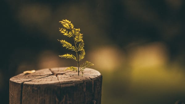 ‘Cuidar da natureza é parte do discipulado cristão’, diz conselheiro ambiental