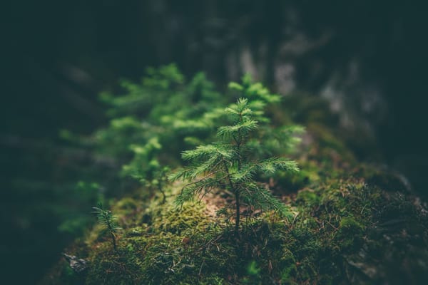 Uma Reflexão sobre a Relação dos Evangélicos Brasileiros com a Pauta Ambiental