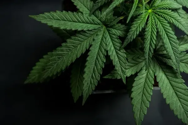 Qual a visão dos evangélicos em relação à descriminalização da maconha?